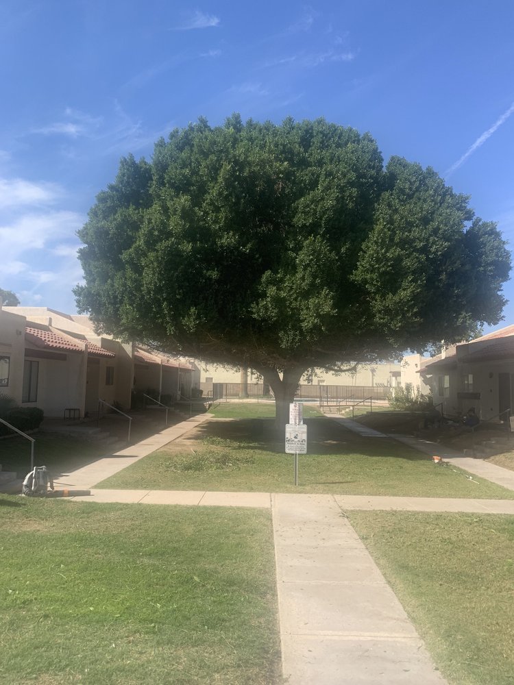 LARA LANDSCAPING & TREE TRIMMING Updated June 2024 11 Photos Yuma