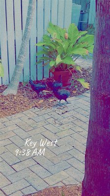 Tropical Inn by null