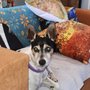 Photo of Gentablue Pet Food