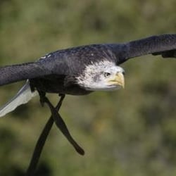 Les Aigles du Léman