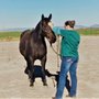 Photo of Zolman Equine Bodyworks