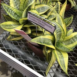 Jordan Hall Greenhouse - Great pattern
