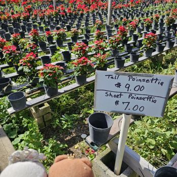 Nii R & S Nursery - Each plant was discounted by $1 on Christmas Eve! - Nurseries & Gardening Near Me - Honolulu, Hawaii Nii R & S Nursery - Each plant was discounted by $1 on Christmas Eve! - Nurseries & Gardening Near Me - Honolulu, Hawaii