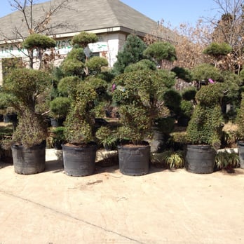 Tea Garden Nursery - Can you see the animals ?! - Nurseries & Gardening Near Me - Arlington, Texas Tea Garden Nursery - Can you see the animals ?! - Nurseries & Gardening Near Me - Arlington, Texas