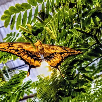 Butterfly Biosphere - Children's Museums Near Me - Lehi, Utah