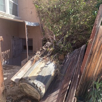 DW Hauling - Large tree in planter that collapsed in the Santa Anas - Junk Removal & Hauling Near Me DW Hauling - Large tree in planter that collapsed in the Santa Anas - Junk Removal & Hauling Near Me