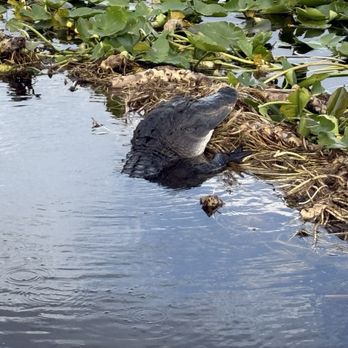 Crazy Gator Airboat Tours - Boat Tours Near Me - Saint Cloud, Florida Crazy Gator Airboat Tours - Boat Tours Near Me - Saint Cloud, Florida