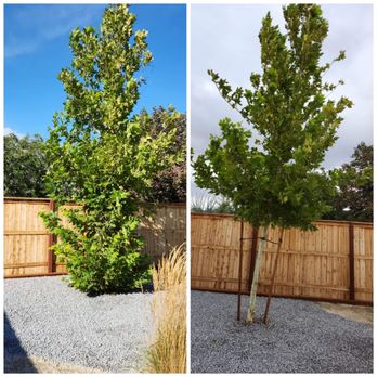 J & T Super Services - a tree and a fence - Home Cleaning Near Me