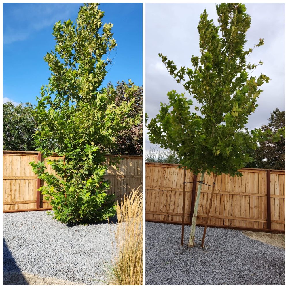 J & T Super Services - tree service in Reno, NV