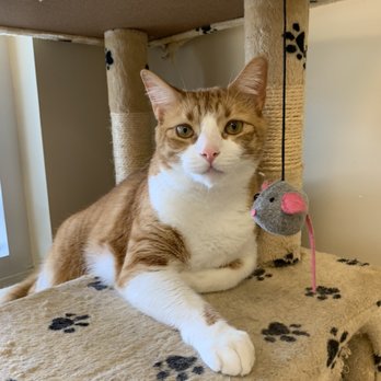 CarePlus Veterinary Clinic - Our handsome clinic's cat, Spartacus. - Veterinarians Near Me - Ocoee, Florida