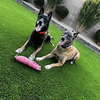 Nevada Turf Installers - Artificial Turf Near Me - Las Vegas, Nevada Nevada Turf Installers - Artificial Turf Near Me - Las Vegas, Nevada