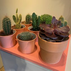 von Arx Blumen & Garten