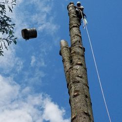 Roscoe Brothers Tree Service