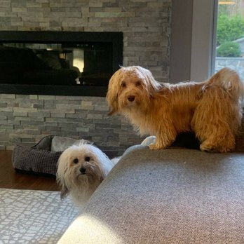 Pet and Home Care - Teddy & Oscar - Dog Walkers Near Me - Frederick, Maryland