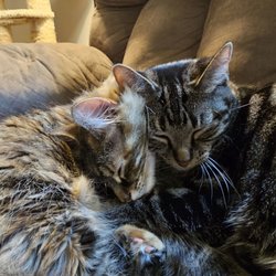 Johnstown Veterinary Associates - We couldn't have adopted cinnamon and Betty with more love