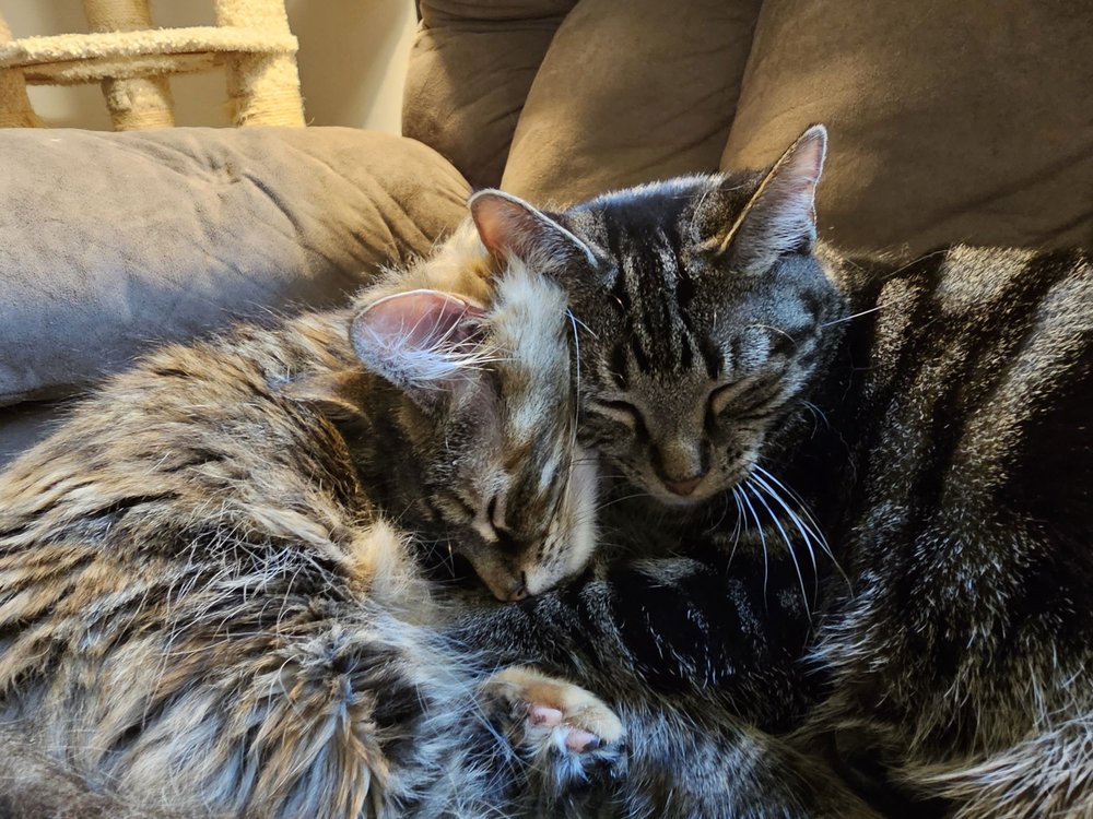 JOHNSTOWN VETERINARY ASSOCIATES Updated September 2024 19 Reviews