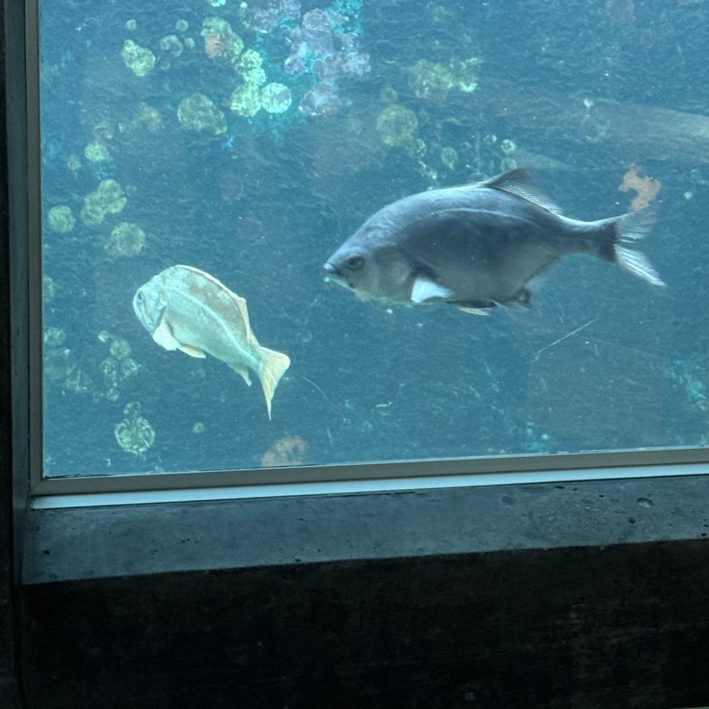 Seattle Aquarium - Aquariums Near Me - Seattle, Washington Seattle Aquarium - Aquariums Near Me - Seattle, Washington