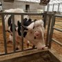 Shuler Dairy Farms