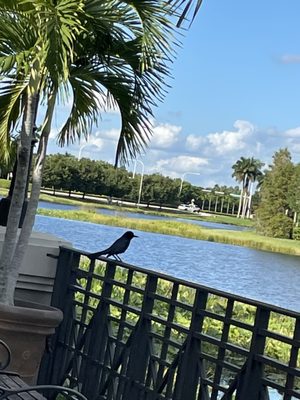 Lucille's American Cafe by null