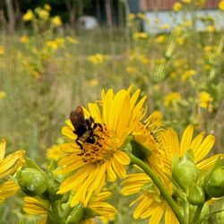 Spirit Mound Historic Prairie - Crissy captured the bee.