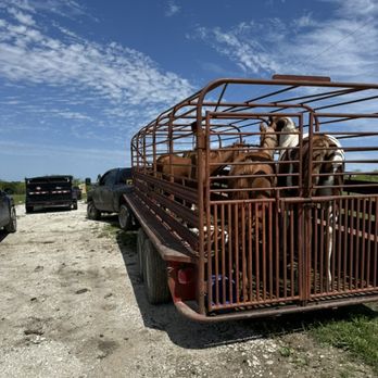 Ak Junk Removal - Livestock transport - Junk Removal & Hauling Near Me