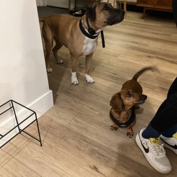 A Couple Sitters - Gus and Moose wagging their tails off waiting for their feeding! :) - Pet Sitting Near Me A Couple Sitters - Gus and Moose wagging their tails off waiting for their feeding! :) - Pet Sitting Near Me