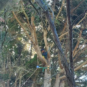 Coastside Tree Service - Coastside Tree Service - Tree Services Near Me Coastside Tree Service - Coastside Tree Service - Tree Services Near Me