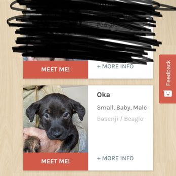 The Barking Lot - Puppy posted by 10:42 when we returned her at 7:15. - Animal Shelters Near Me - Ramona, California
