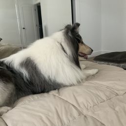 Too cool for his dog bed now that he's all clean and fluffy! Too cool for his dog bed now that he's all clean and fluffy!