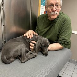 Sayrebrook Veterinary Hospital - Dr. Chiosi with 12 week old Blue Weimaraner "Candy"