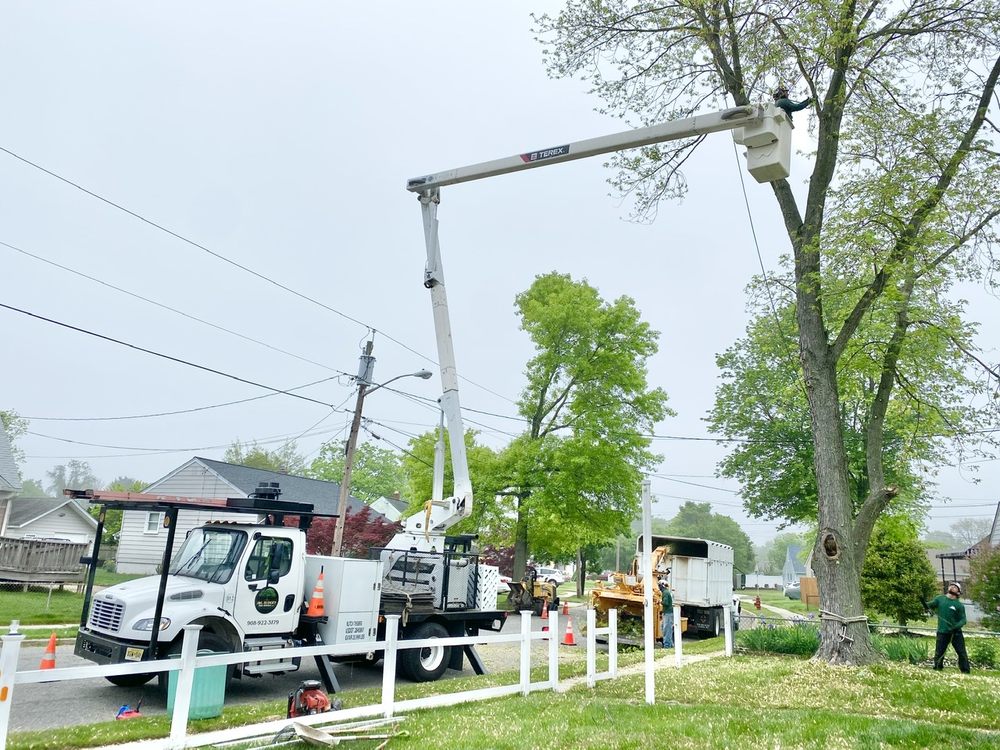 J&L Budget Tree Service - tree service in Plainfield, NJ