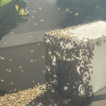 South Bay Bee Removal - Following queen inside - Pest Control Near Me South Bay Bee Removal - Following queen inside - Pest Control Near Me