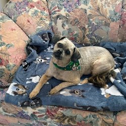 Liberal Animal Hospital - Holly my dog