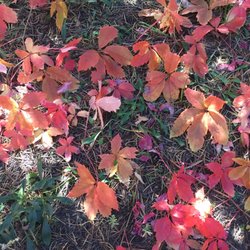 Meadows Edge Cabins - 2019 Fall foliage near Meadows Edge Cabins Alpine, AZ