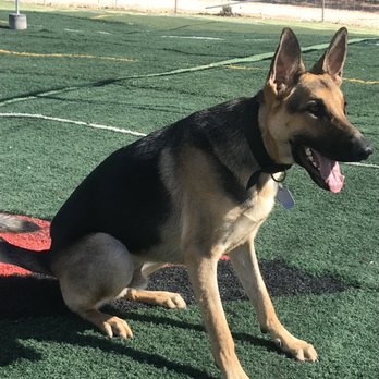 Aspire Dog Training Center - My dog at Aspire Dog Training - Pet Training Near Me - Ramona, California
