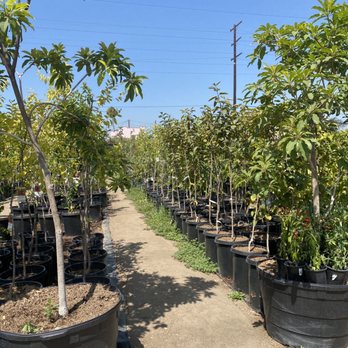Mimosa Nursery - Decent size nursery - Nurseries & Gardening Near Me - Rosemead, California Mimosa Nursery - Decent size nursery - Nurseries & Gardening Near Me - Rosemead, California