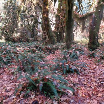 Hoh Rainforest - Hiking Near Me - Forks, Washington Hoh Rainforest - Hiking Near Me - Forks, Washington