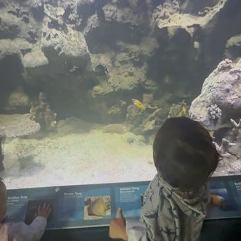 Cupertino Library - Indoor aquarium - Libraries Near Me - Cupertino, California