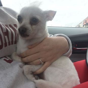 Pawbillion - After picking him up: all fresh and clean - Pet Groomers Near Me - Bellevue, Washington Pawbillion - After picking him up: all fresh and clean - Pet Groomers Near Me - Bellevue, Washington