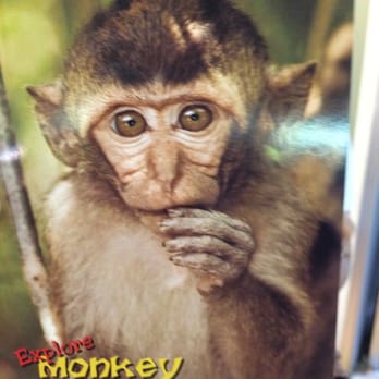 Monkey Jungle - Zoos Near Me - Miami, Florida Monkey Jungle - Zoos Near Me - Miami, Florida