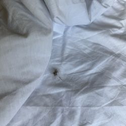 St George Vacation Rentals - Hair found in bed