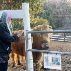Blackberry Creek Farm Animal Sanctuary - who has cuter hair? (the cow, obvi)