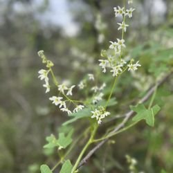 San Dieguito County Park - One of many flowers species