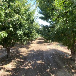 Mariani Orchards Harvest Experience - Rows and rows of cherry trees