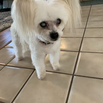 The Pooch Parlor - So cute after her bath and cut. - Pet Groomers Near Me - Windsor, California The Pooch Parlor - So cute after her bath and cut. - Pet Groomers Near Me - Windsor, California