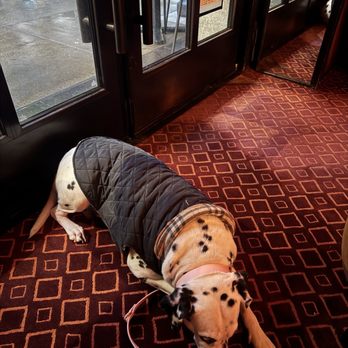 The Mark Hotel Bar - Dog friendly - Lounges Near Me - New York, New York The Mark Hotel Bar - Dog friendly - Lounges Near Me - New York, New York