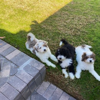 Karma Dog Training - Left to Right - Ella Fitzgerald, Mingus, and Chai - Pet Training Near Me Karma Dog Training - Left to Right - Ella Fitzgerald, Mingus, and Chai - Pet Training Near Me