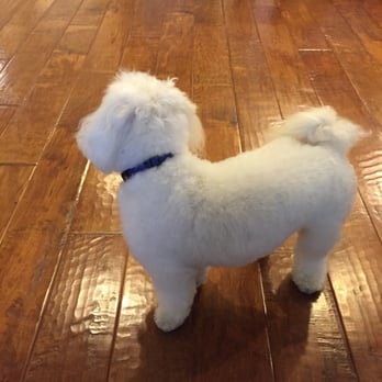 Q d Doggie - Pet Groomers Near Me - Lake Forest, California Q d Doggie - Pet Groomers Near Me - Lake Forest, California