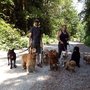 Photo of Who Let The Dogs Out