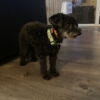 Doggie Dos - Pet Groomers Near Me - La Mesa, California Doggie Dos - Pet Groomers Near Me - La Mesa, California